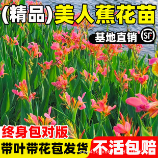 �������˽�����ˮ��ֲ��G�������쾰ͥԺ���ܶ������_���^��ֲ��