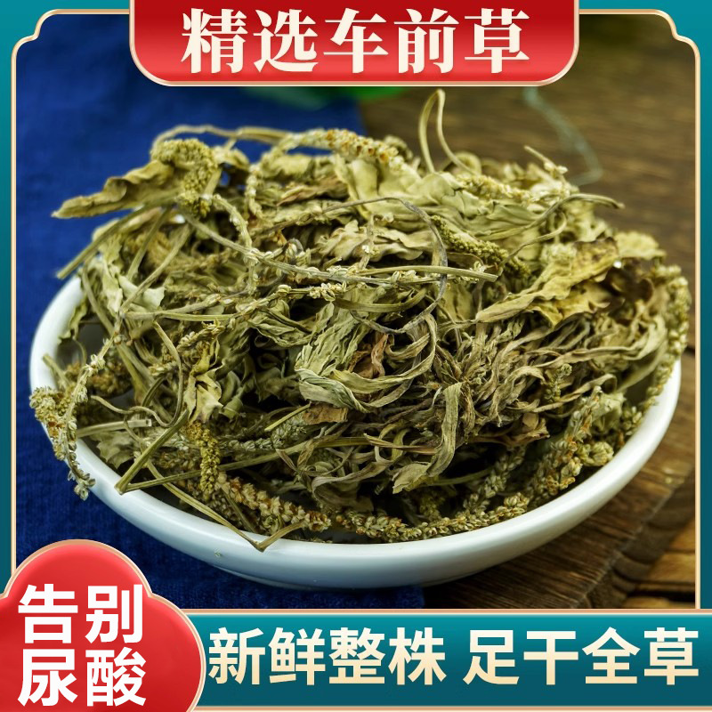 精选车前草新鲜25新货绛酸高尿降酸高利尿泡茶喝中药材正品养生茶