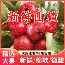 新鲜山楂大果生山楂鲜果山东鲜山楂山里红批发冰糖葫芦山楂大金星