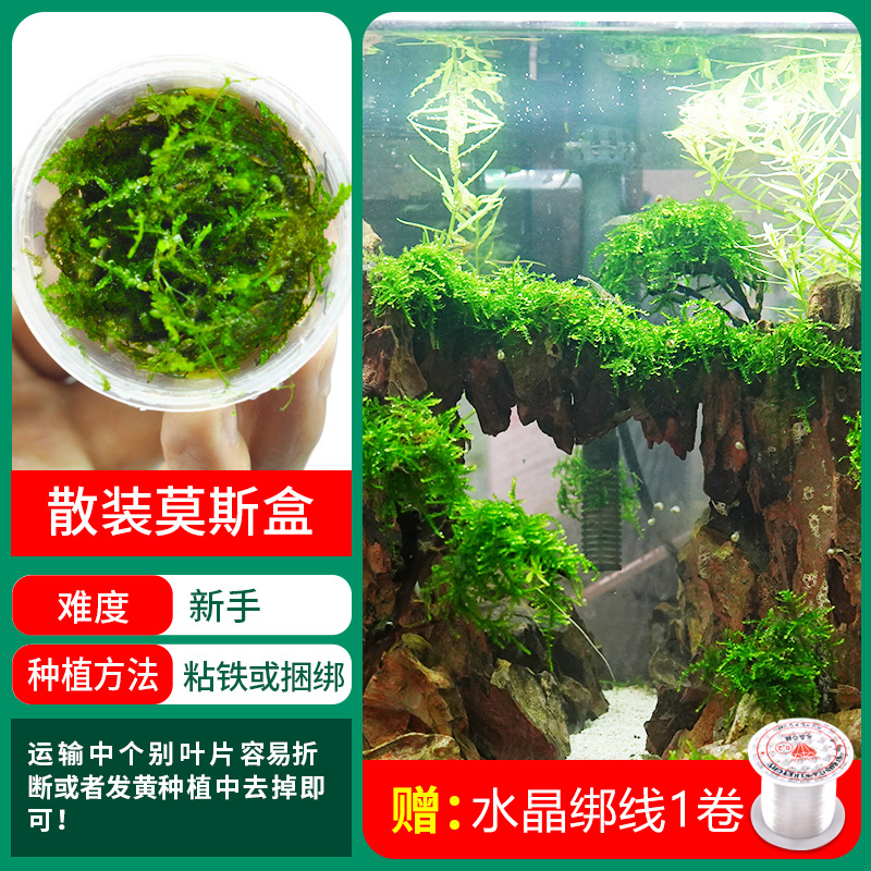 벌크 모스 박스, 3개 1개 구매, 무료 크리스탈 실