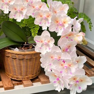 �󻨺����m��С���ļ�ֲ�ﻨ���ļ��҃������k����ֲ��