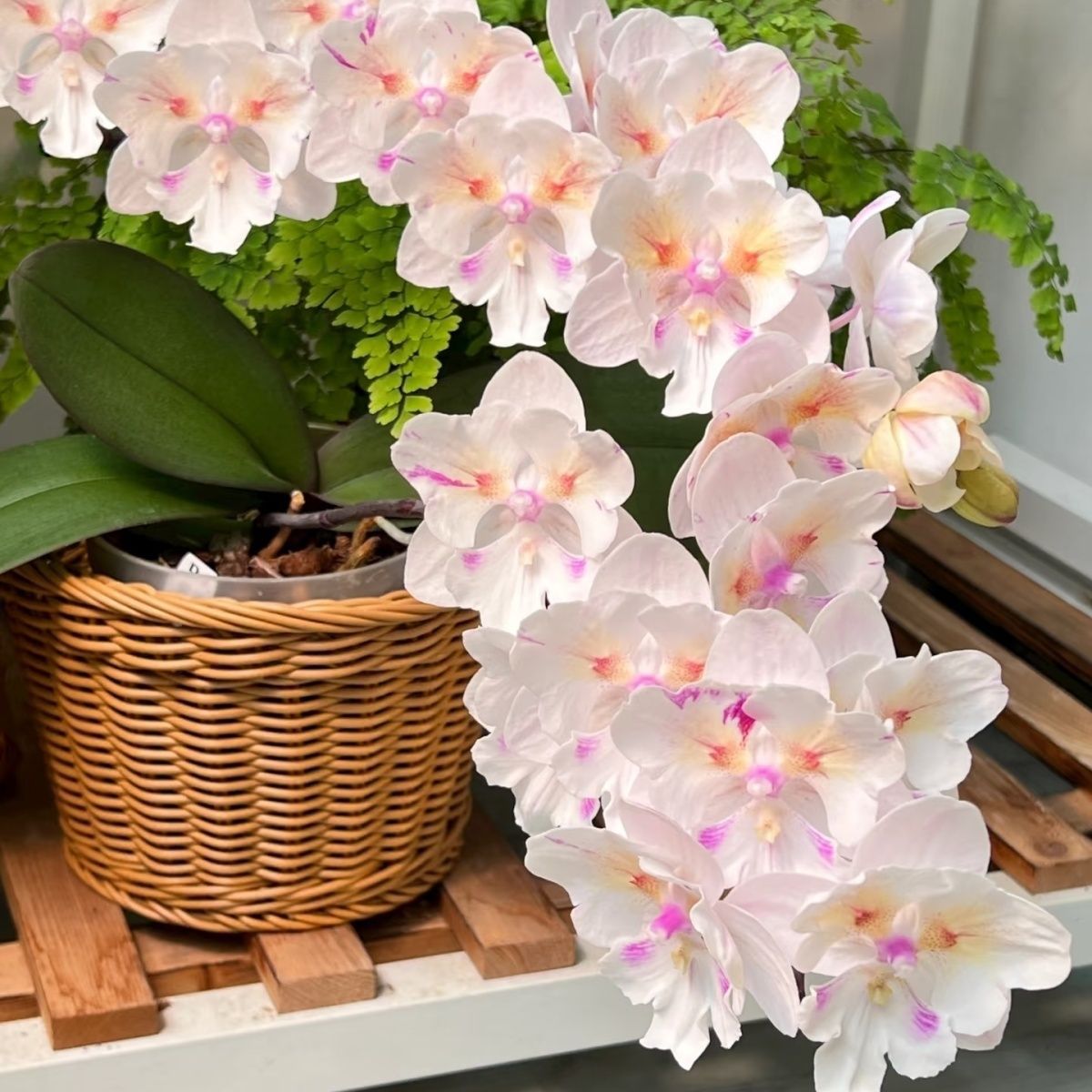 Large Butterfly Orchid Seedlings Indoor Potted Plants 2