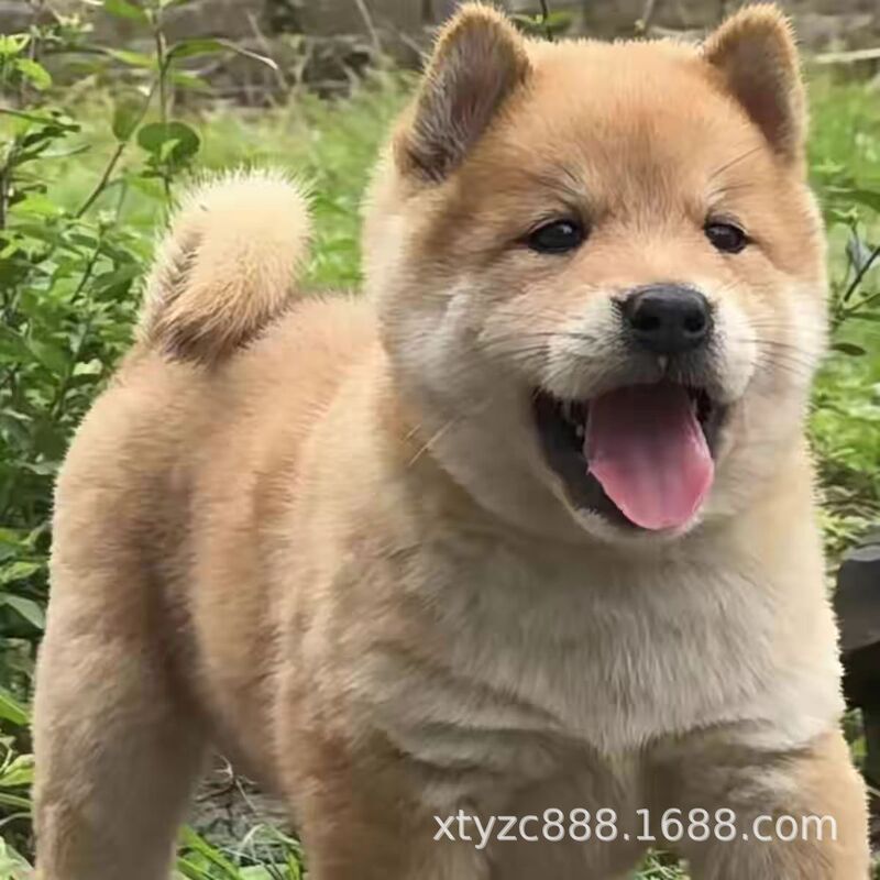 Wholesale Live Yellow Dog White-Faced Chinese Pastoral Puppies Rural Guard Puppies Guangxi Purebred Pastoral Dogs