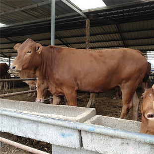 ���T�����F�u ��������ţ�r�� �Bֳ���������������Sţ����ţ���l