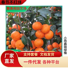 ����28̖�̽ۼt�������Ә���޽������s�̹��������Թ��䮔��Y��