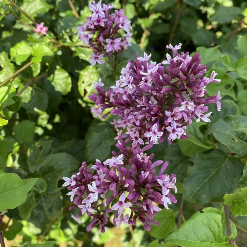 紫丁香花 四季丁香 小叶丁香 别墅小区园林装饰 盆栽花卉 小苗