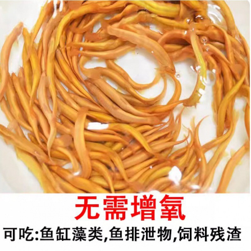 小さな金魚の稚魚、観賞魚、冷水に強い、飼いやすい魚、淡水の赤と白の鯉、活魚、小さな魚、草金魚、活魚|undefined