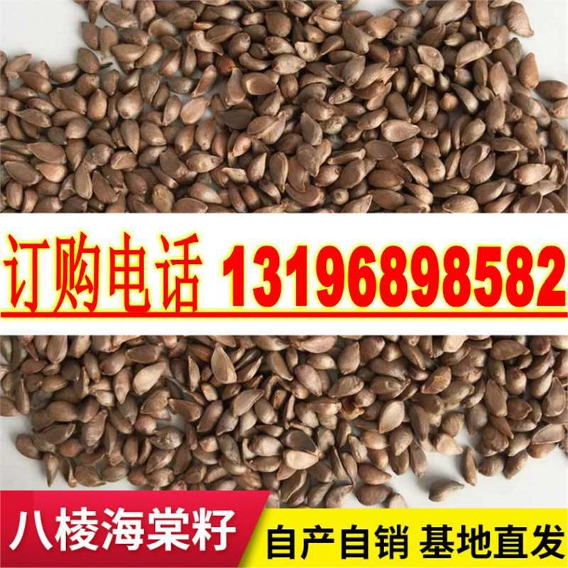 河北怀来八棱海棠树种子果树种子净籽嫁接苹果树种子砧木种子