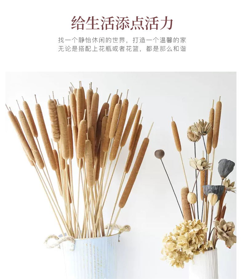 蒲棒-水蜡烛_08.jpg