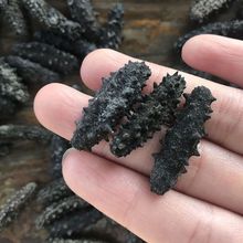 底播海参刺参淡干小海参速发干货辽刺参非即食海参佛跳墙食材批发