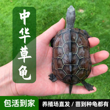 中华草龟一对小乌龟活体家养外塘草龟长寿龟墨龟观赏金线龟送龟粮
