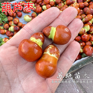 ���J�������޽ӳ����Ϸ�����ͥԺ�����ش󰫻����ԷNֲ����Y��