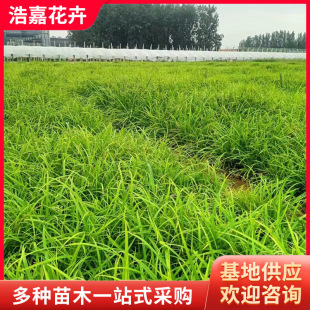 25�����̦�������޸��r��ܲݻ����G�^�p�@�־G�����@�Z��̦��