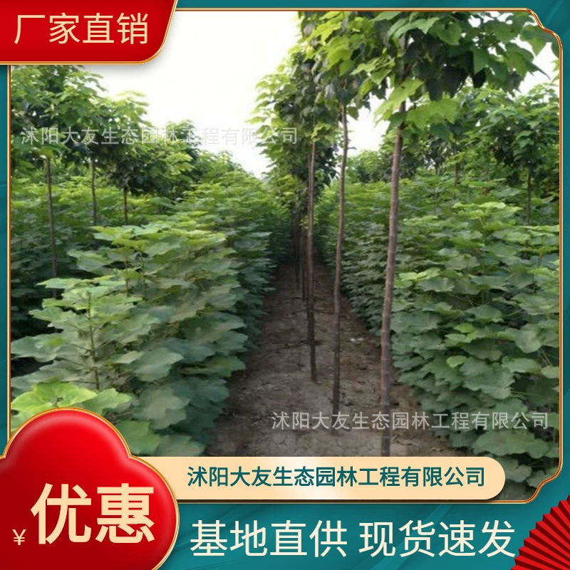 База Оптовая продажа Саженец Catalpa Bungei Саженец Живописный район Ландшафтный дизайн Дорога Сад Инженерия Озеленение Рассады