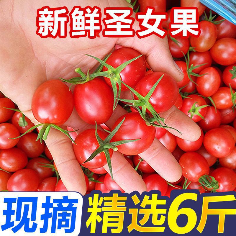 正宗云南圣女果小番茄生吃超甜西红柿新鲜现摘水果樱桃整箱非千禧