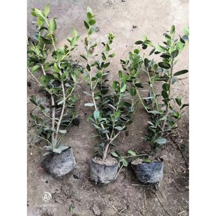 ����M�ßo���۹ǘ����}�Q�������̨�_���t��ͥԺС�^�G��������