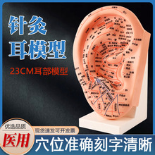 23cm耳穴位模型耳朵模型针灸模型耳模型耳朵针灸模型经络模型