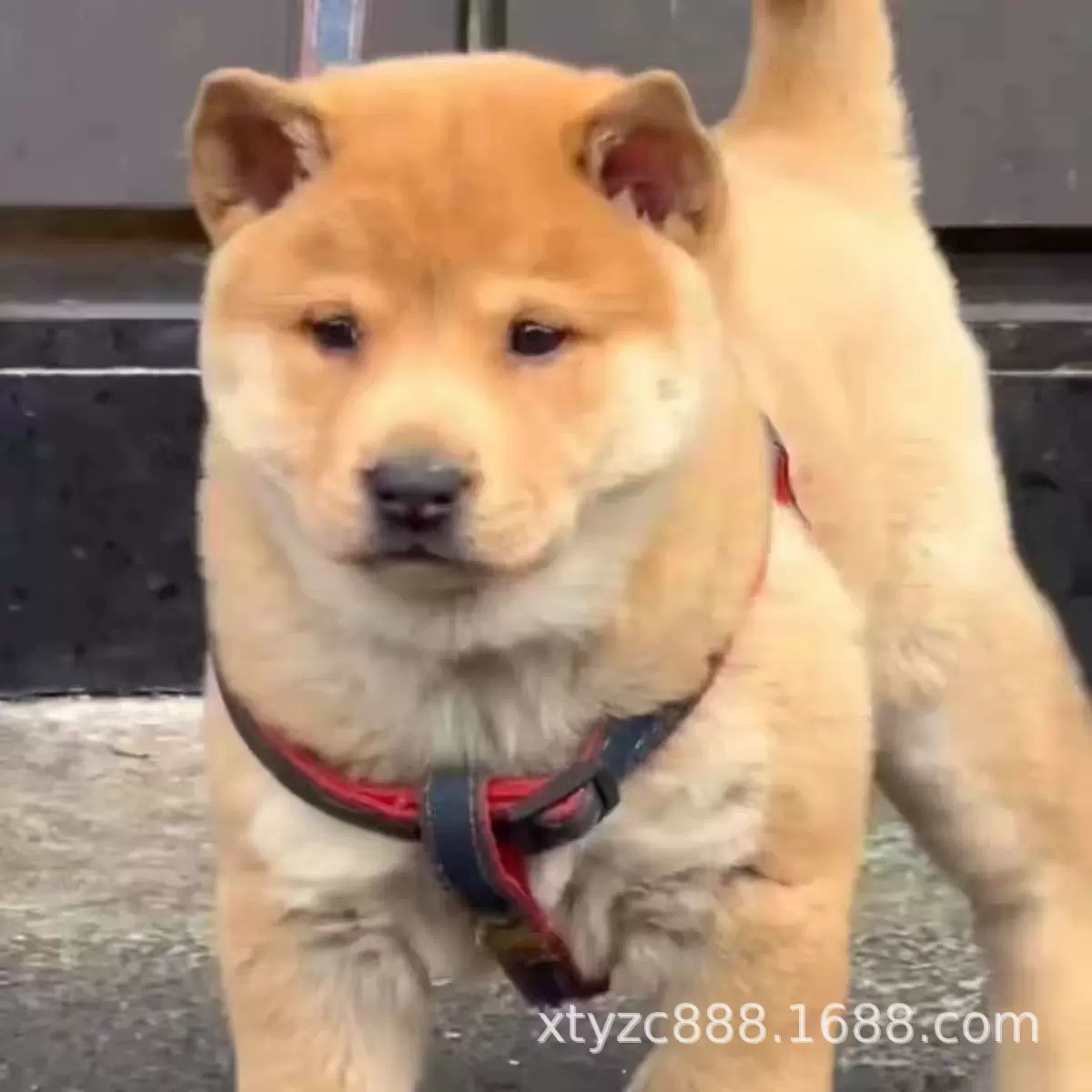 纯种中华田园犬黄狗白面活中型犬双血统宠物狗狗批发价格