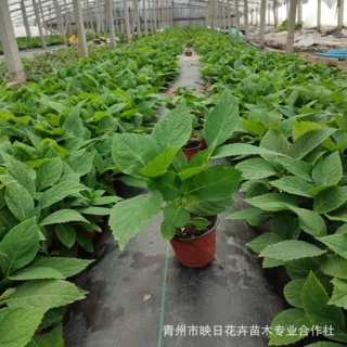 无尽夏绣球花苗盆栽 绿化基地苗圃批发 八仙花 亮红绣球 公园观赏