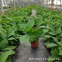 公园基地盆栽绿化苗圃