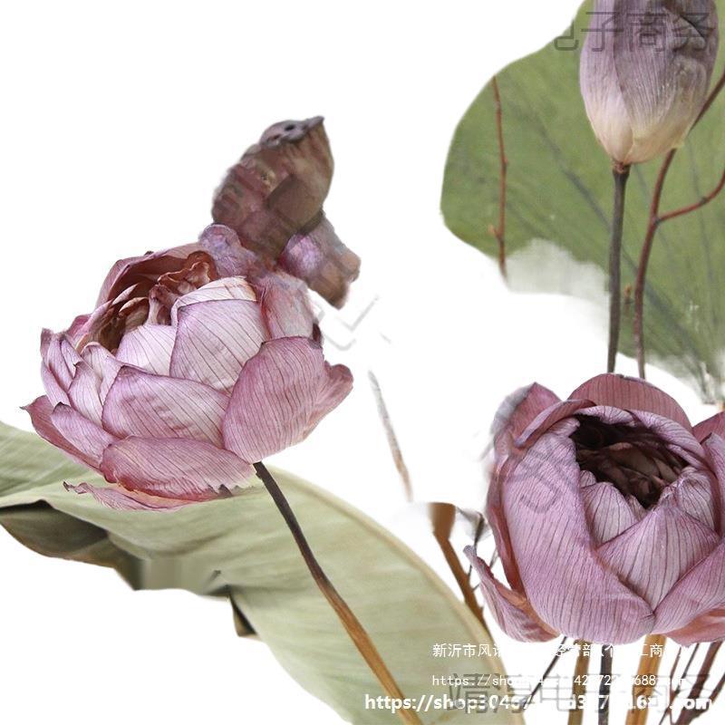工厂禅意批发莲蓬自然干花重干中式瓣荷叶源头