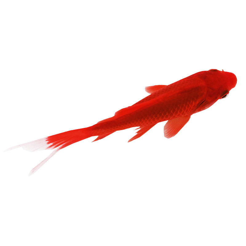 金魚の苗の錦鯉の小型魚は生きています。|undefined