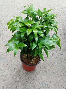 Cold-Resistant and Heat-Resistant Bamboo Pot, Peace Bamboo, Indoor Living Room Desktop Balcony, Mosquito Repellent, Easy to Maintain, Evergreen Plant Native to All Seasons