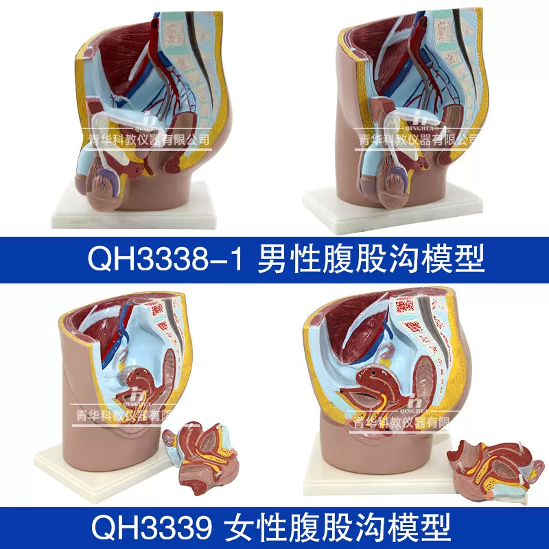 青华男女性腹股沟生物模型生物科教仪器人体器官医学演示教学器材