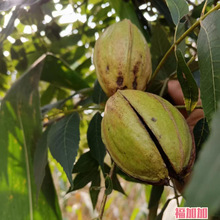 碧根果新货生果原味带壳山核桃宠物松鼠坚果干孕妇儿童零食