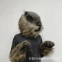 土拨鼠搞笑万圣节装扮面具
