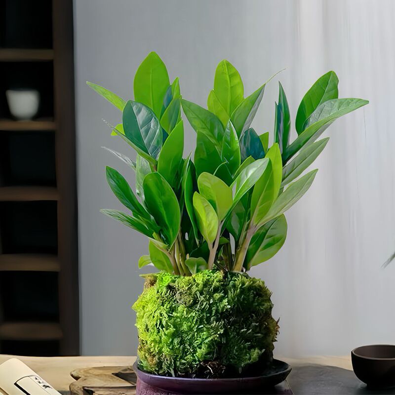 Easy-To-Care-For Money Tree Moss Balls for Office and Home Desktops, Flower Pots, and Green Plants to Beautify the Air