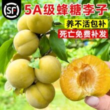 嫁接李子树苗蜂糖李子苗盆栽地栽特大果树苗南方北方种植当年结果