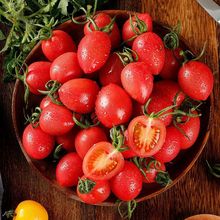新鲜采摘圣女果生吃小番茄当季蔬菜水果自然熟迷你樱桃小番茄代发