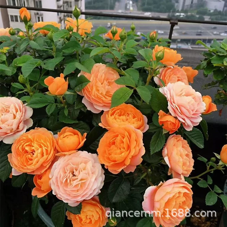 Европейская Луна Рассада Виноград Роза Рассада Фруктовый сок в горшке Балкон Плюс Барри Ангелы Черничный торт Крытый балкон