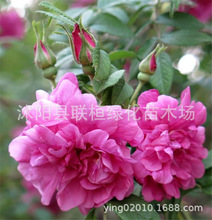 日本無刺薔薇種子 日本無刺薔薇種子批發 促銷價格 產地貨源 阿里巴巴 日本無刺薔薇種子 日本無刺薔薇種子批發 促銷價格 產地貨源 阿里巴巴