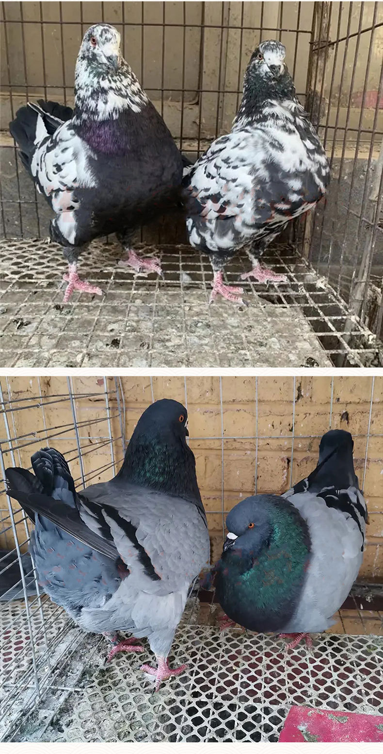 元宝鸽_06