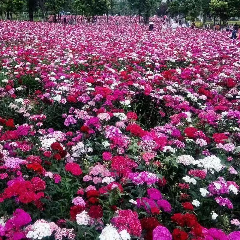 Venta al por mayor de semillas de flores y plantas eustoma malvarrosa peonía cobre dinero hierba margarita rosa sol peonía flor combinación de flores