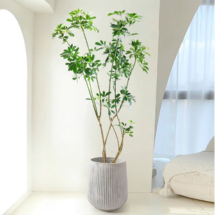Duck Foot Wood Potted Plant Large Living Room Green Plant Floor Accessible Luxury Easy to Maintain Office Real Flower Duck Foot Wood Indoor Large Plant