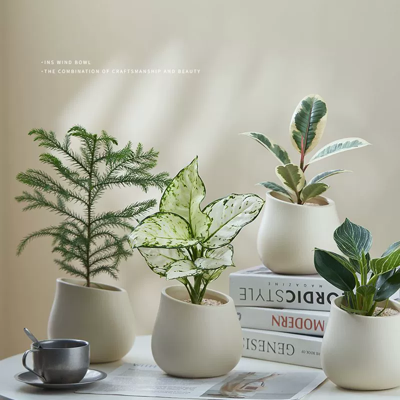 Nordic ins Девять зеленых растений Лисян Цветы в горшках Офис Гостиная Крытый Настольные украшения Очищают воздух в дополнение к формальдегиду