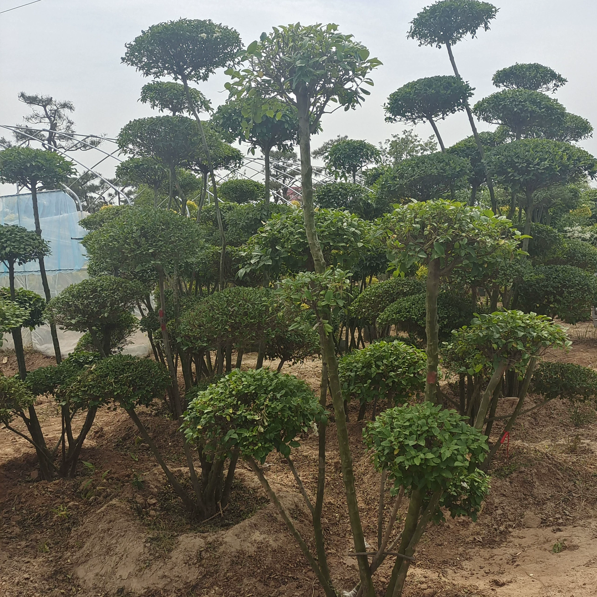 Зеленые саженцы мелкий лист в форме горшечный двор парк вечнозеленая Форма Привет Дерево Оптом