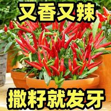 正宗朝天椒种子指天椒小米辣阳台种植蔬菜庭院阳台盆栽蔬菜种子