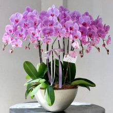 全國年宵花蝴蝶蘭盆栽帶真鮮花速遞同城開業喬遷上海北京配送花店