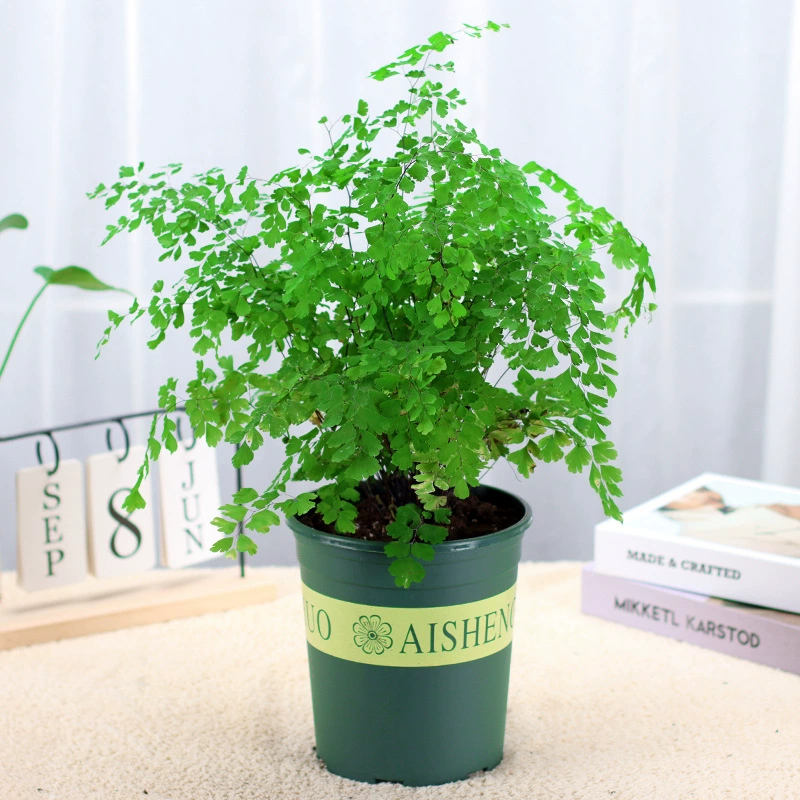 Pteridophyte Adimatopteris папоротник в горшке растение Крытый Бостон папоротник волчий хвост папоротник Птичье гнездо папоротника