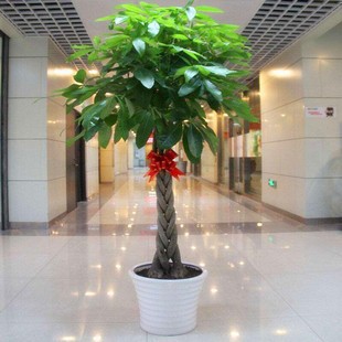 Large indoor green plant braids and fortune tree