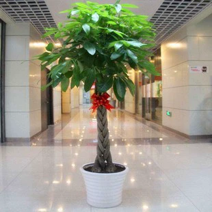 Большое комнатное растение, плетеное денежное дерево, настольное растение в горшке, воздухоочищающее растение для новоселья, плетеное дерево.