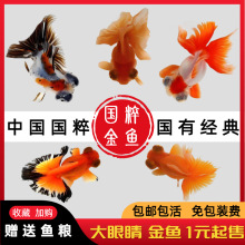 龙睛金鱼冷水观赏鱼大眼黑金鱼苗墨龙睛鱼好养耐活蝶尾金鱼活鱼