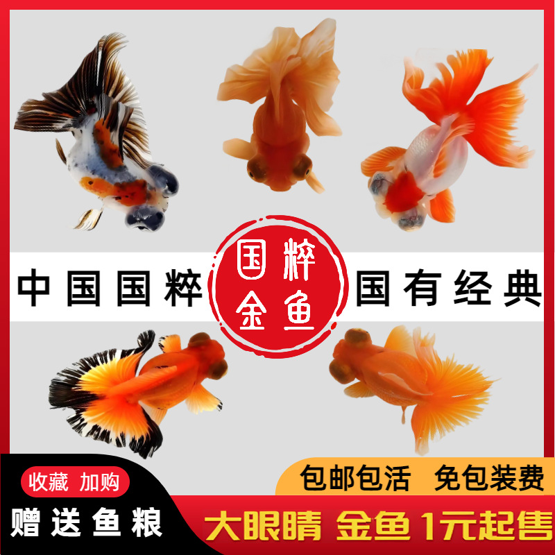 龙睛金鱼冷水观赏鱼大眼黑金鱼苗墨龙睛鱼好养耐活蝶尾金鱼活鱼