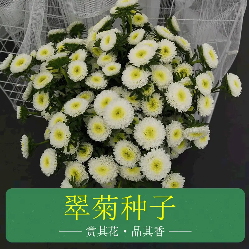 鲜切花种籽 翠菊种子 绒球翠菊 麦当娜菊花四季花草种子批发