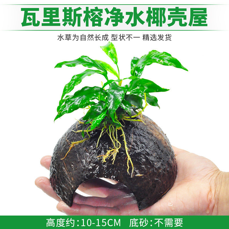 瓦里斯榕净水椰壳屋