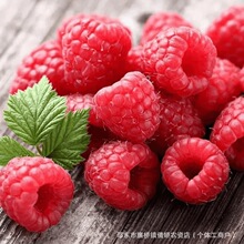 �t��ݮԭ�{ ���й��{���u��̲��Ľ˹������Ʒԭ�ϼt��ݮԭ�{